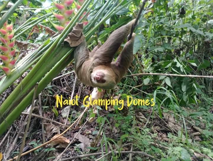 Glamping Naioth Apartment Guápiles Exterior photo
